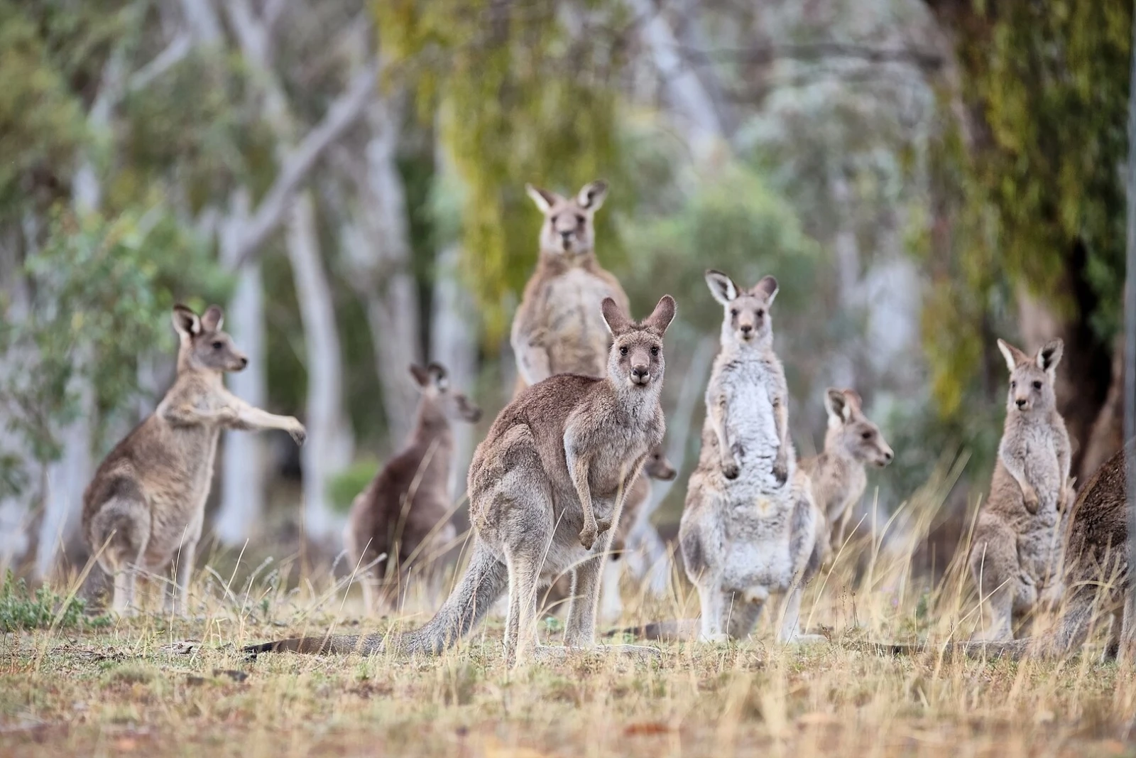 Dónde ver canguros y koalas en Australia: 16 sitios icónicos
